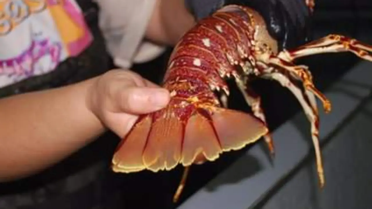  Langosta - Europapress 