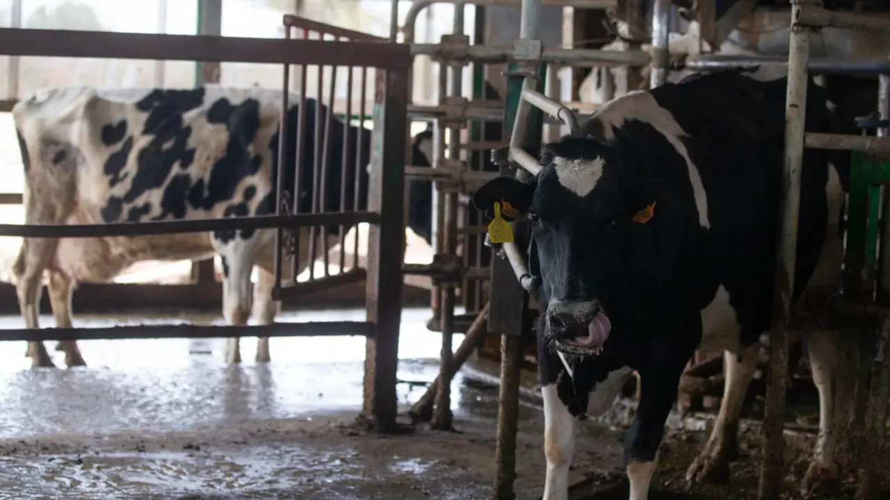  Archivo - Industria l&aacute;ctea - Isabel Infantes - Europa Press - Archivo 