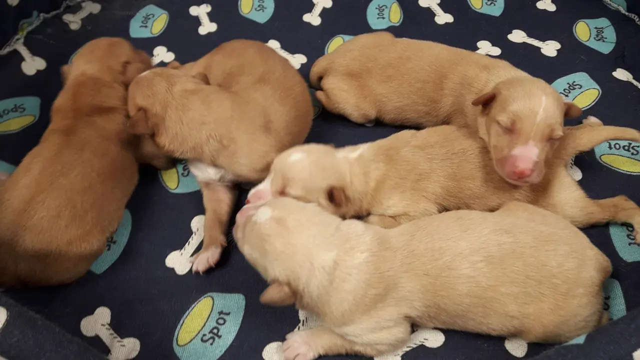  Np Depo Caan Rescate Cachorros A Ca&ntilde;iza - DIPUTACI&Oacute;N DE PONTEVEDRA 