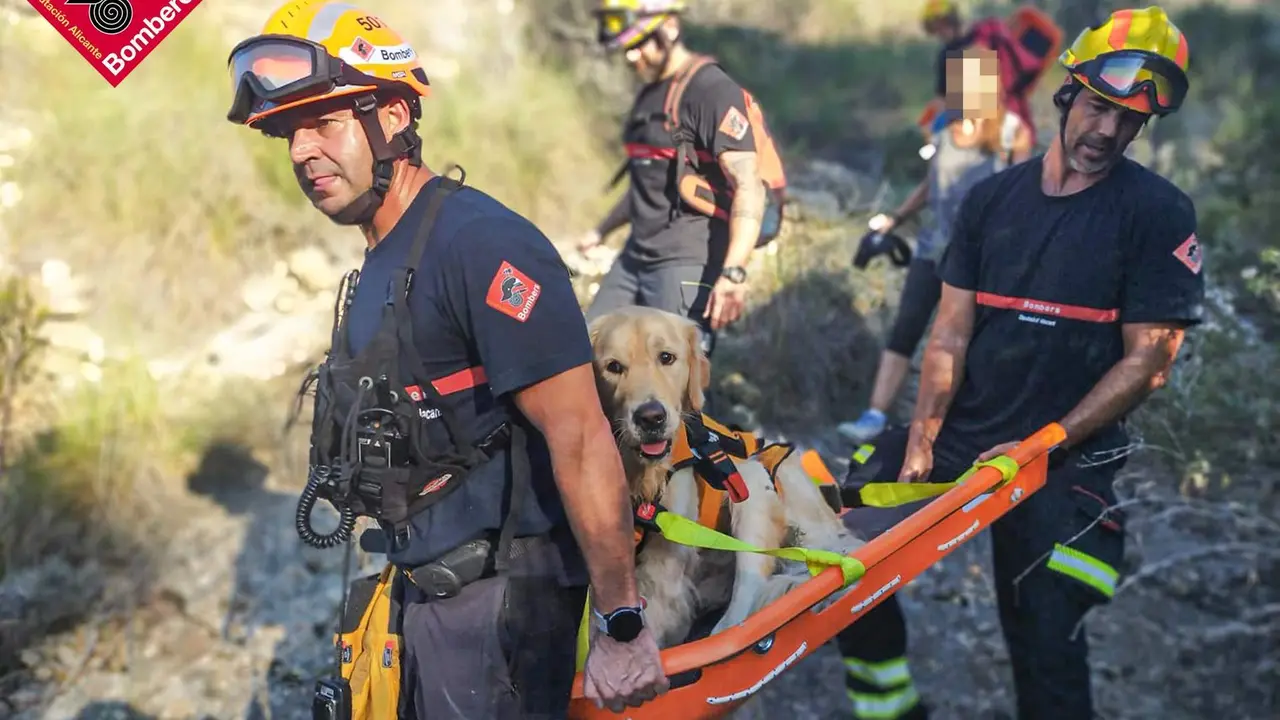  Imagen del golder retriever rescatado por los bomberos- Twitter 
