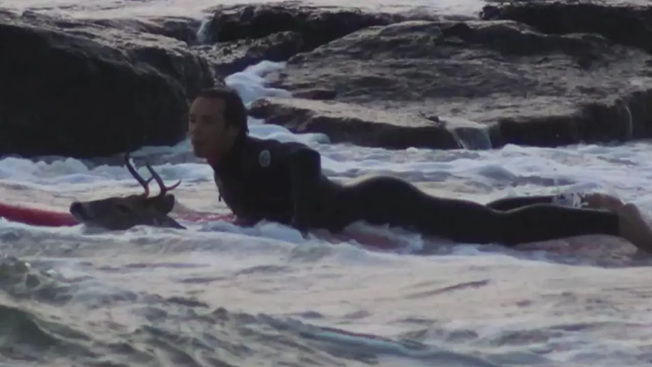  Momento del rescate del ciervo 