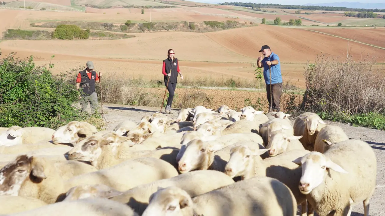  Decenas de ovejas - Alberto Ruiz - Europa Press 
