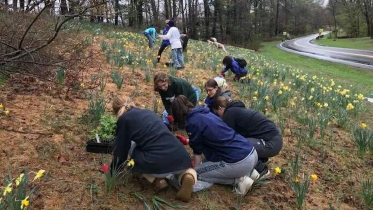  Weed Warriors plantando especies nativas - recuperadas de los parques del condado de Montgomery 