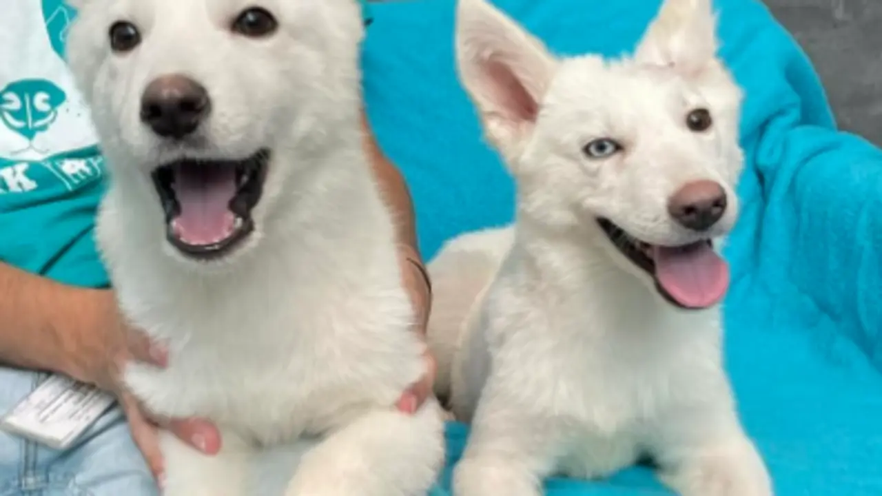  Cachorros de Husky adoptados 