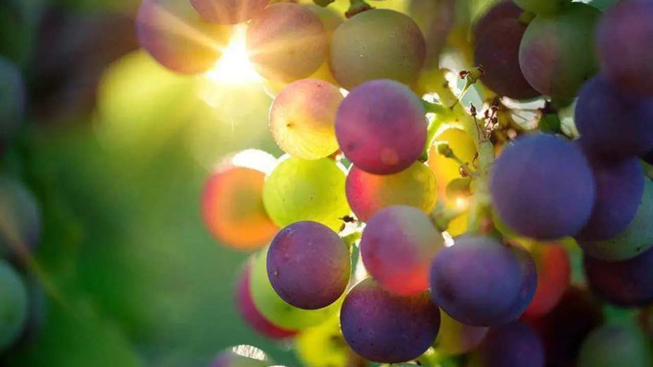  Los otorrinolaringolos recomiendan no dar, sobre todo a los menores de 5 a&ntilde;os, las tradicionales doce uvas para dar la bienvenida al nuevo a&ntilde;o. 