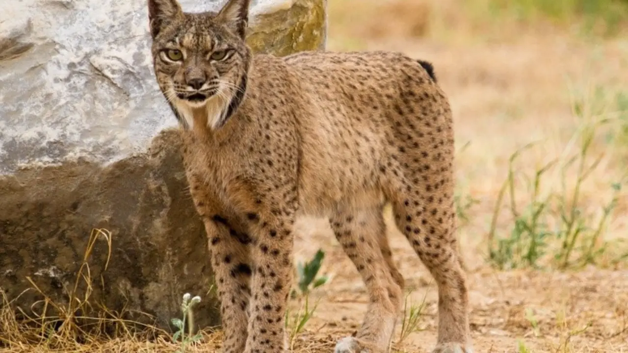  Ejemplar de lince Ib&eacute;rico. - CSIC 