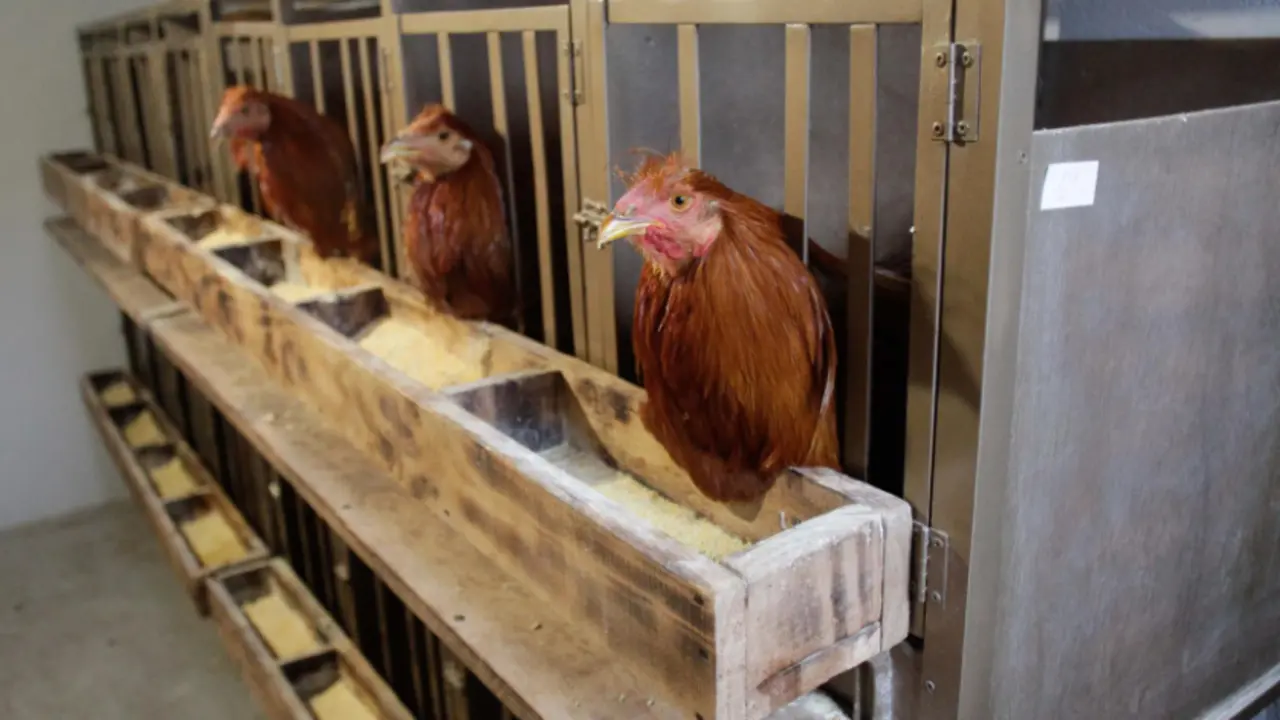  Varios capones en jaulas en la granja de Vilalba para la Feira do Cap&oacute;n, a 20 de diciembre de 2022, en Goiriz, Vilalba, Lugo, Galicia (Espa&ntilde;a). 