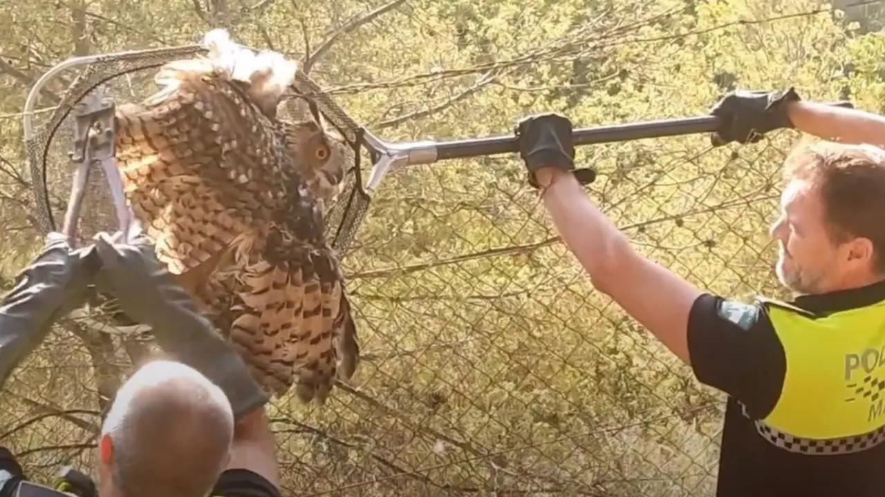  Agentes del Grupo de Protecci&oacute;n de la Naturaleza (Gruprona) de la Polic&iacute;a Local de M&aacute;laga rescata un ejemplar de b&uacute;ho real que se encontraba atrapado en la parte superior de una alambrada - POLIC&Iacute;A LOCAL 