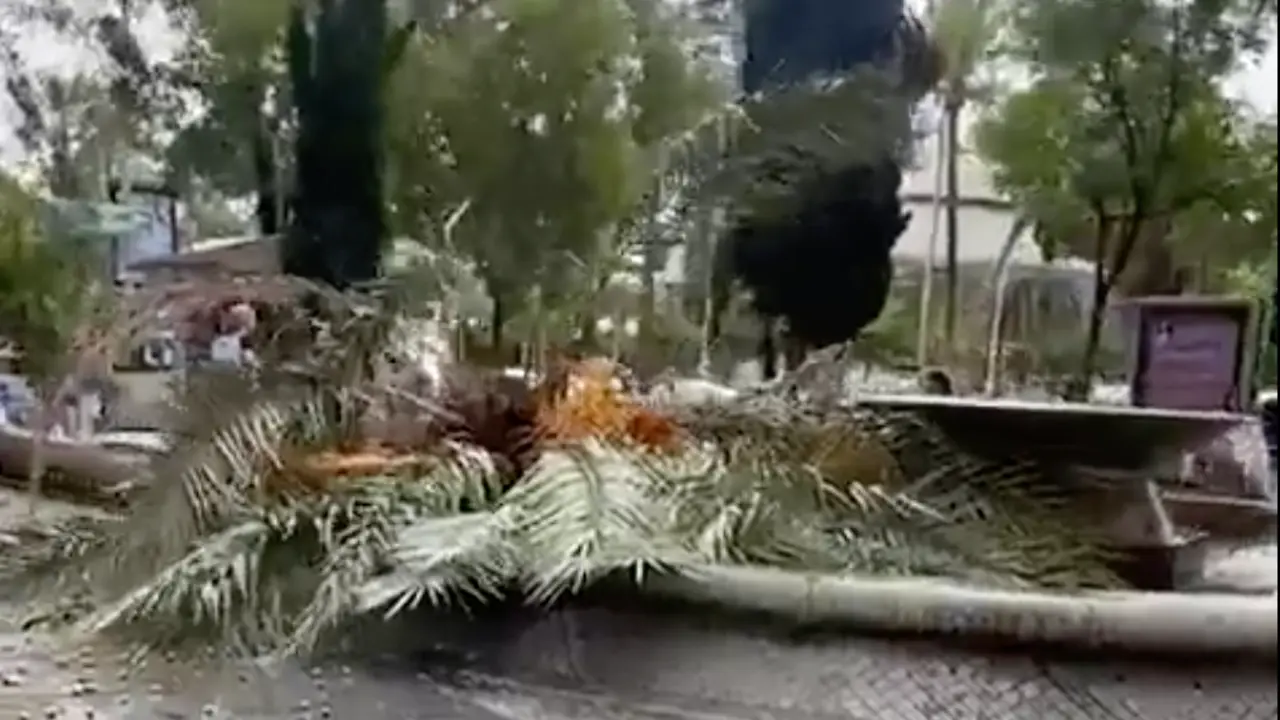  Palmera ca&iacute;da en Avda. Victoria 