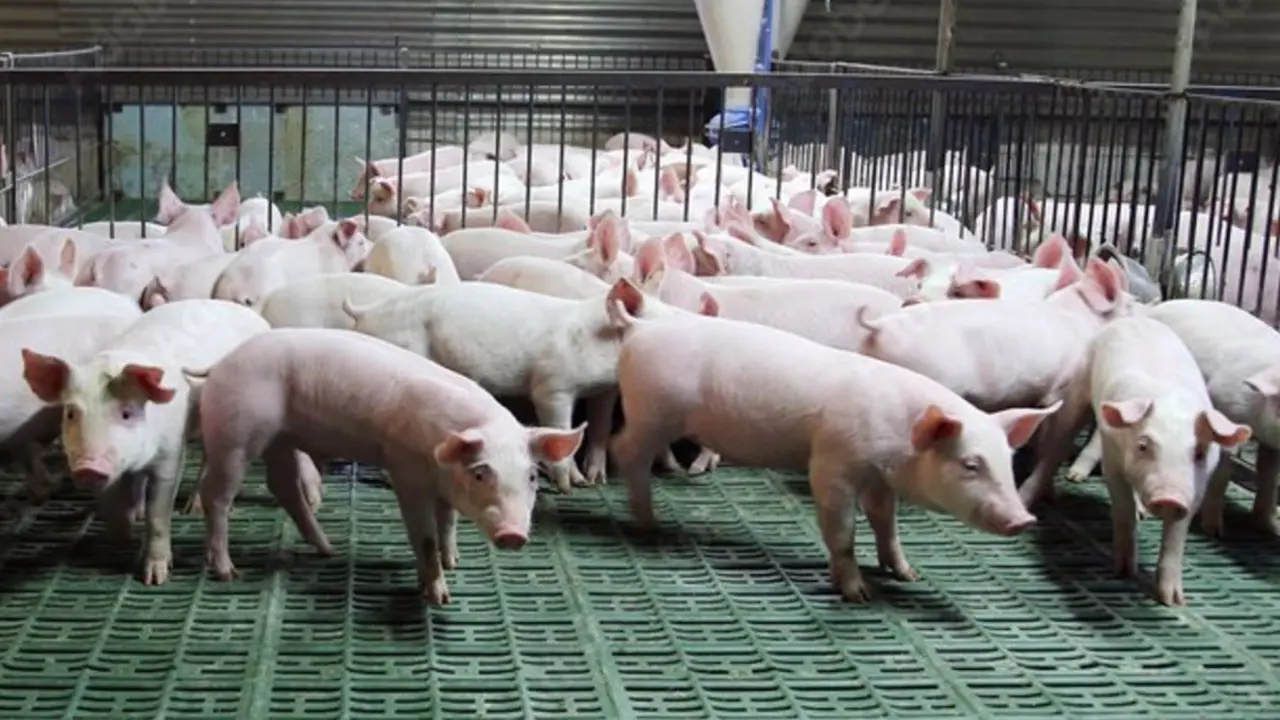  Archivo - Granja de porcino. - GOBIERNO DE ARAG&Oacute;N - Archivo 