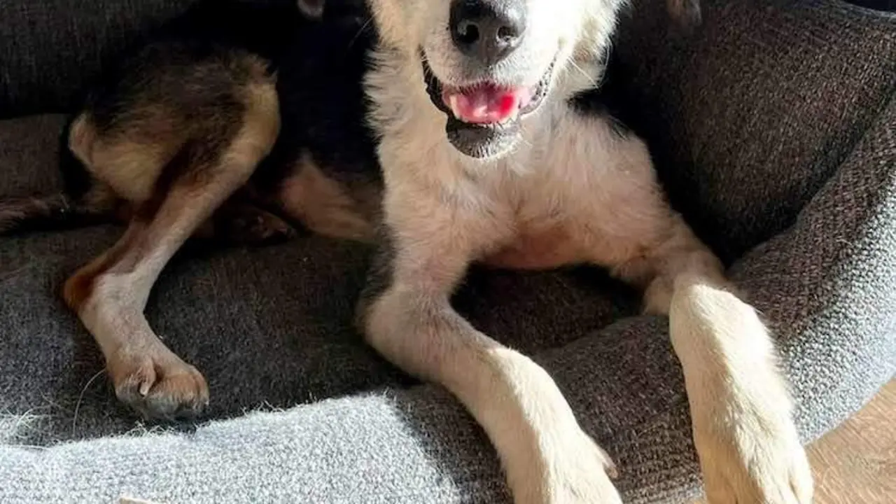  Perro rescatado de la guerra de Ucrania 