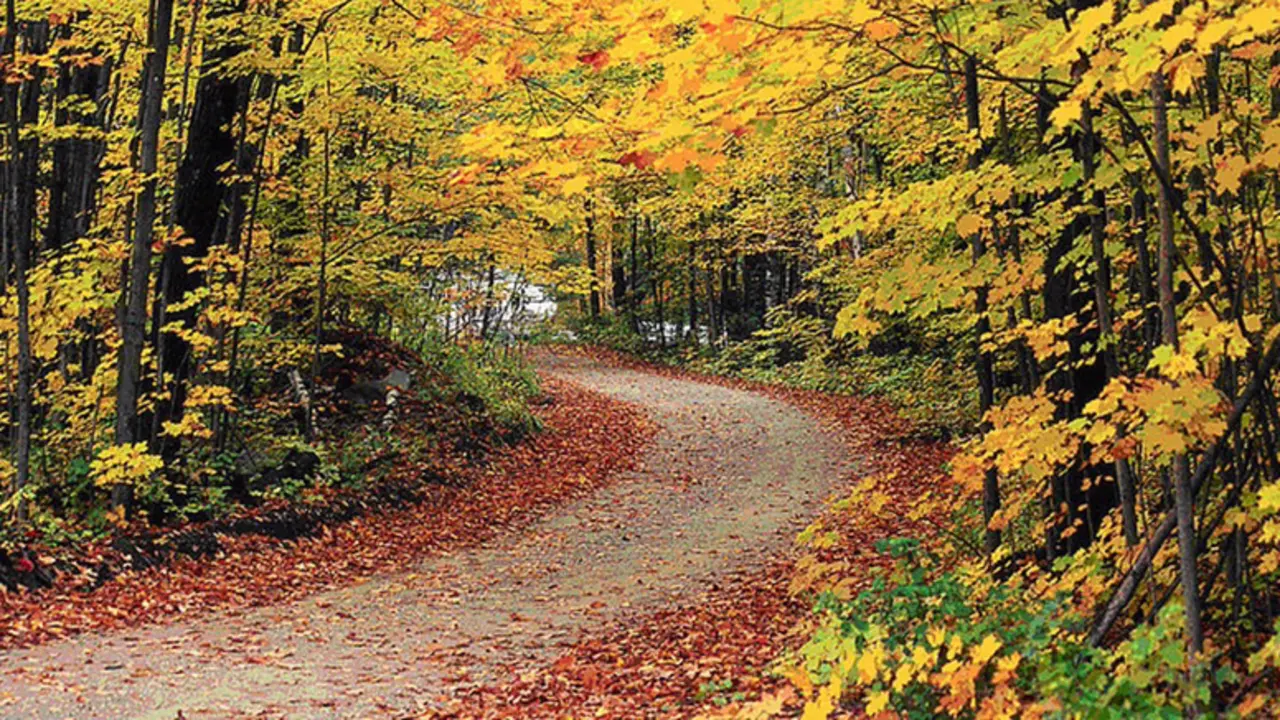  Archivo - El oto&ntilde;o y sus hojas 