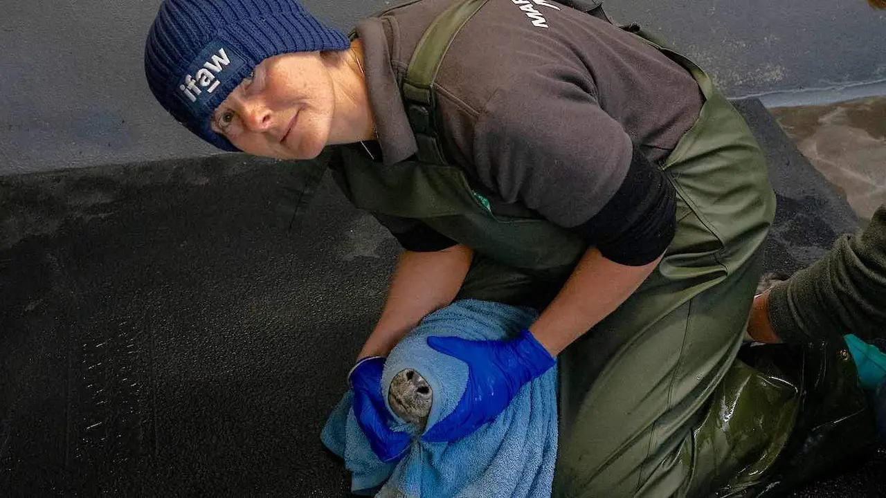  Lizzi Larbalestier en el British Divers Marine Life Rescue Hospital dando medicamentos a una foca 