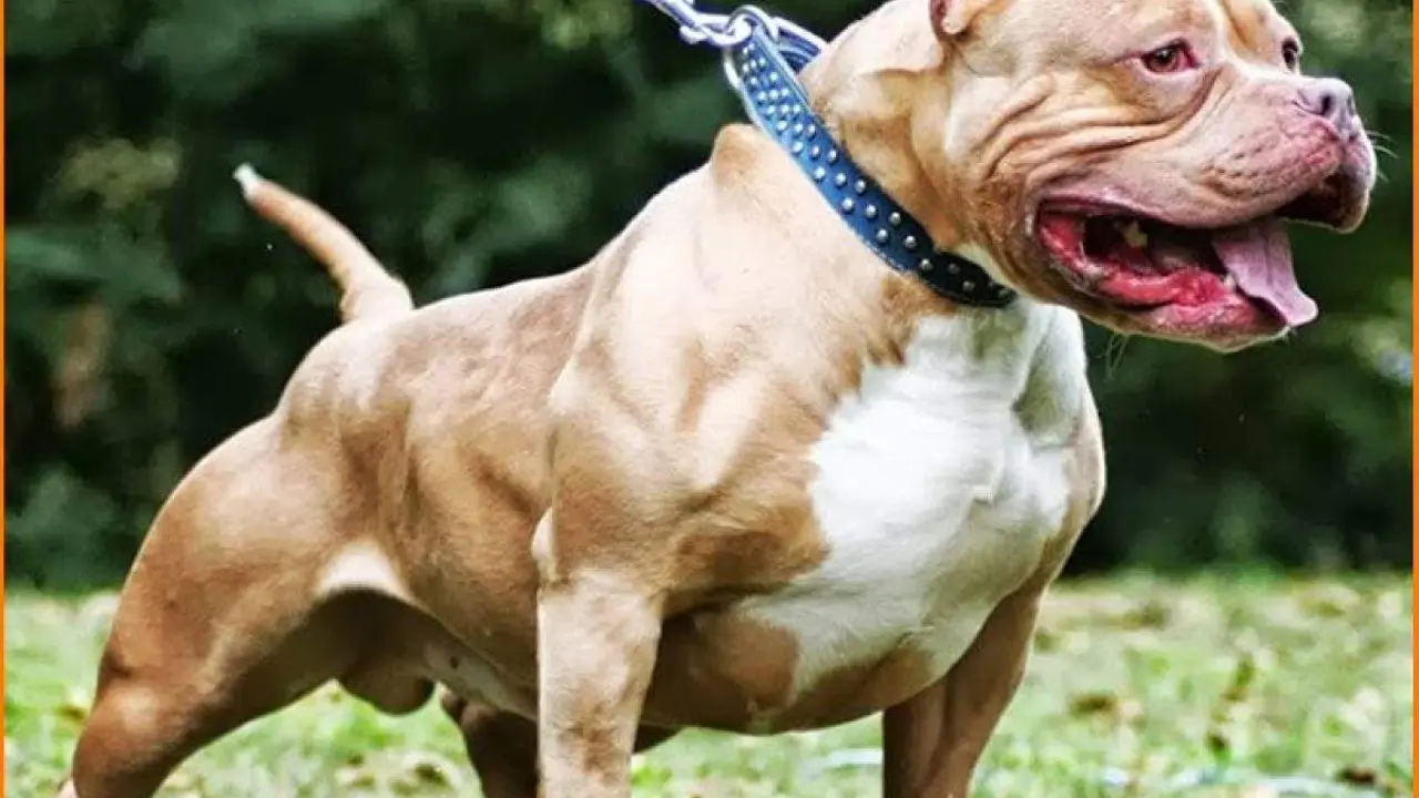  Un ejemplar de American Bully 