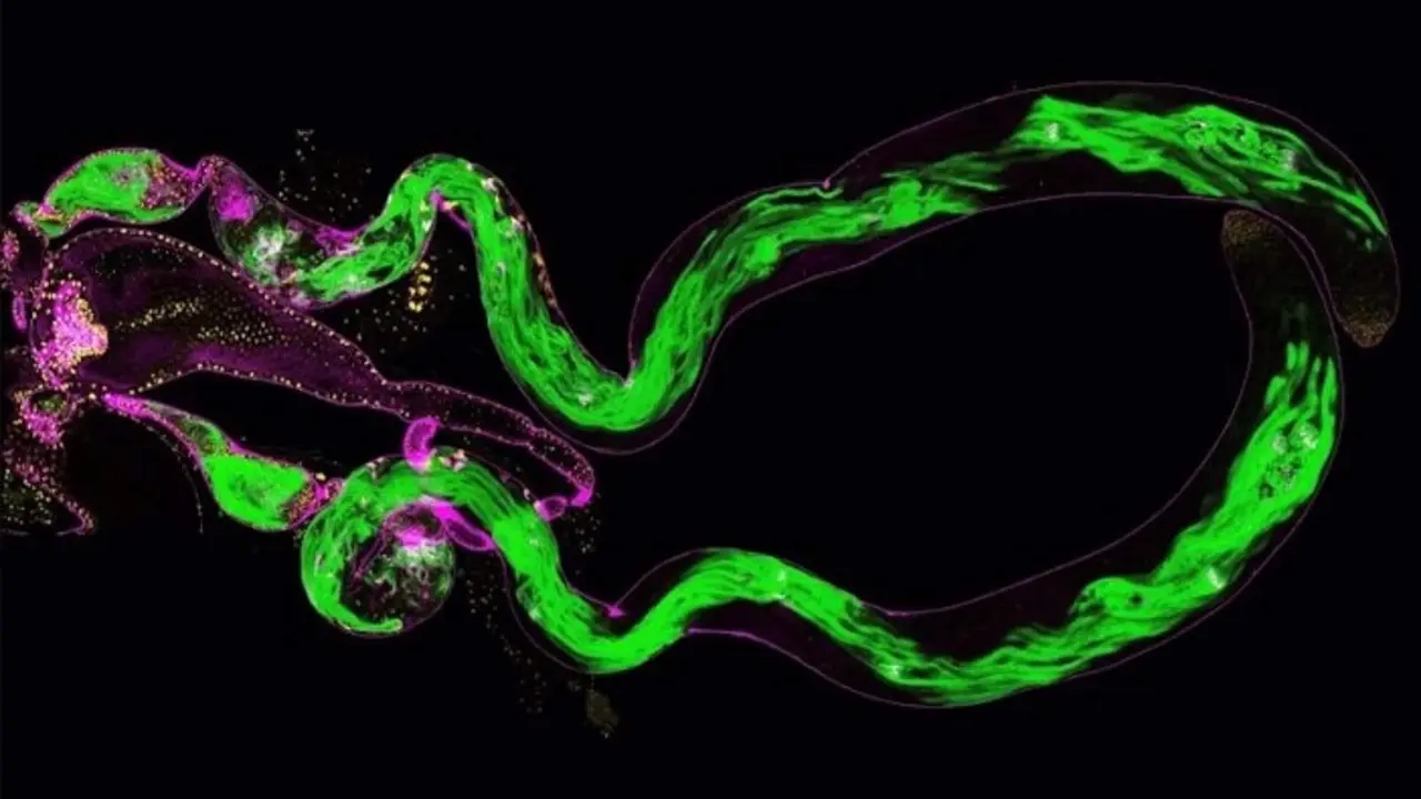  Formaci&oacute;n de grupos de espermatozoides (verde) en test&iacute;culos de una mosca de la fruta 