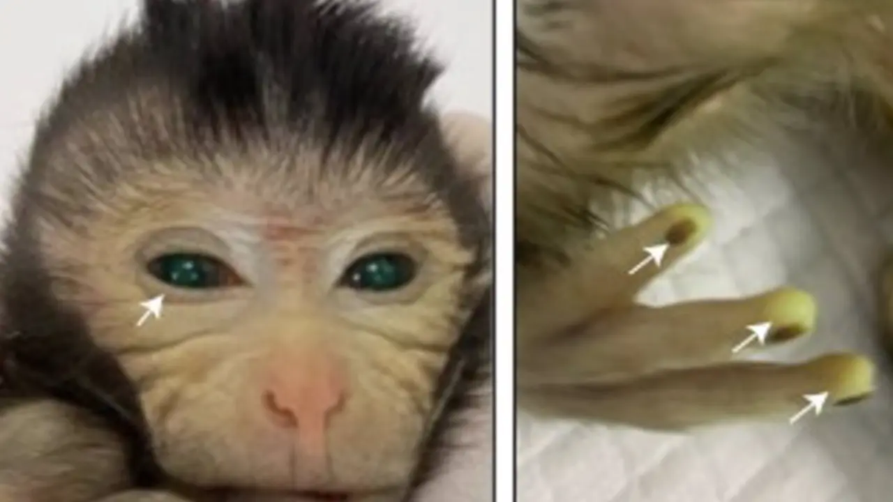  Mono quim&eacute;rico nacido en el Laboratorio de Shang&aacute;i en China - CELL<br>MADRID, 10 Nov. (EUROPA PRESS) -<br><br>Un grupo de cient&iacute;ficos chinos junto al m&eacute;dico espa&ntilde;ol Miguel &Aacute;ngel Esteban del Instituto de Biomedicina y Salud de Guangzhou han anunciado el nacimiento en un laboratorio de Shang&aacute;i del primer mono quim&eacute;rico creado con c&eacute;lulas madre de otro embri&oacute;n que podr&iacute;a ayudar a la investigaci&oacute;n cient&iacute;fica de enfermedades y a la conservaci&oacute;n de especies en peligro de extinci&oacute;n, seg&uacute;n ha publicado la 