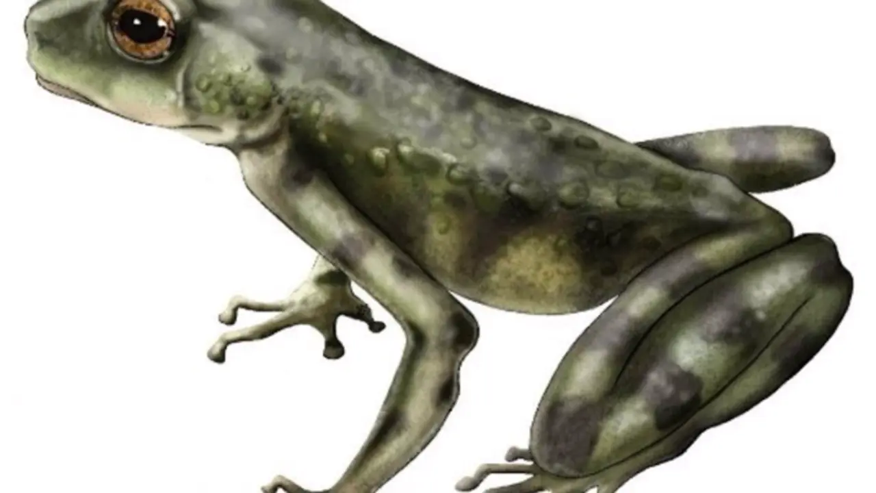  Representaci&oacute;n de la especie de l sapo volc&aacute;nico de Kenia Kenyaphrynoides vulcanis. 