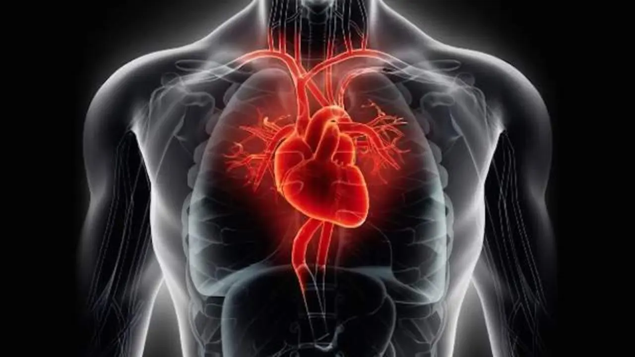  Coraz&oacute;n humano 