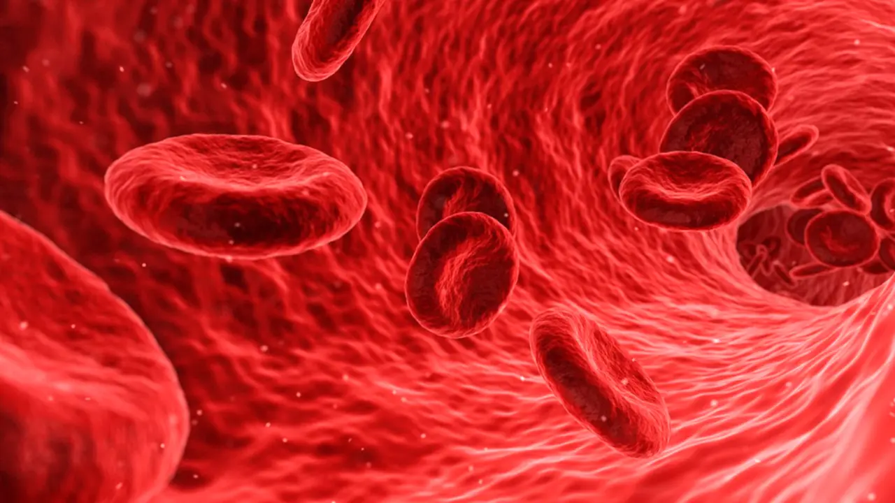  Archivo - Sangre - CIBEROBN - Archivo 