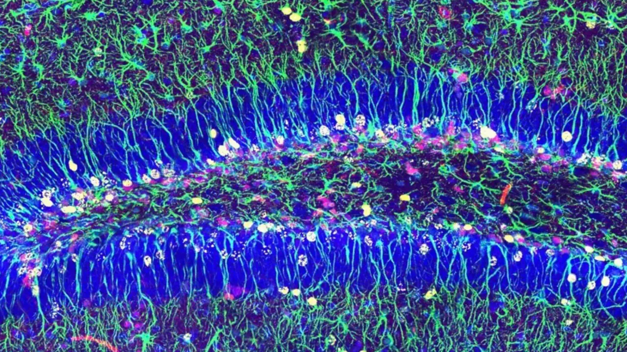  Imagen de microscop&iacute;a confocal mostrando las c&eacute;lulas madre neurales del hipocampo 