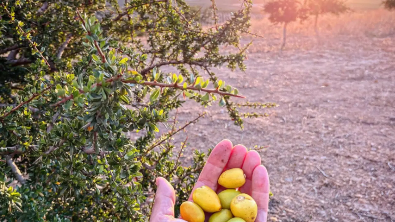  Frutos de arg&aacute;n recolectados por el grupo de trabajo de Cellbitec S.L. En su finca de C&oacute;rdoba. 