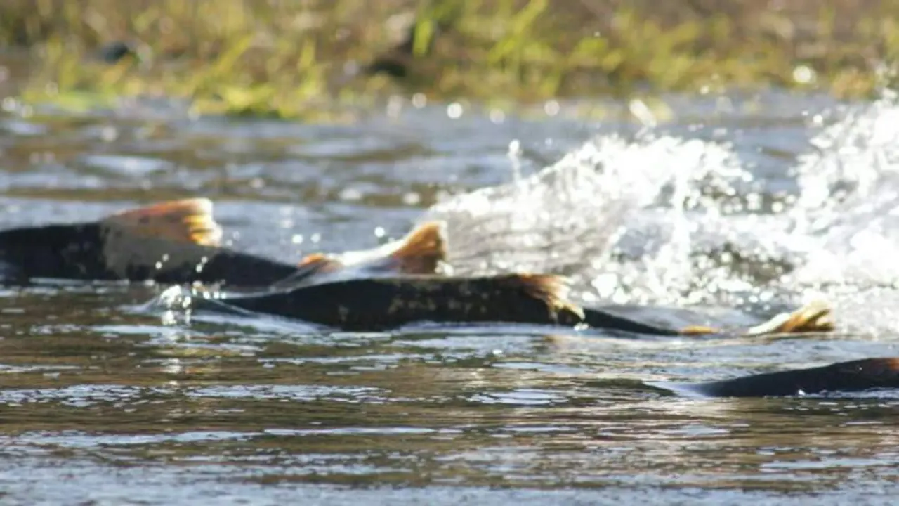  Salmones en el r&iacute;o 