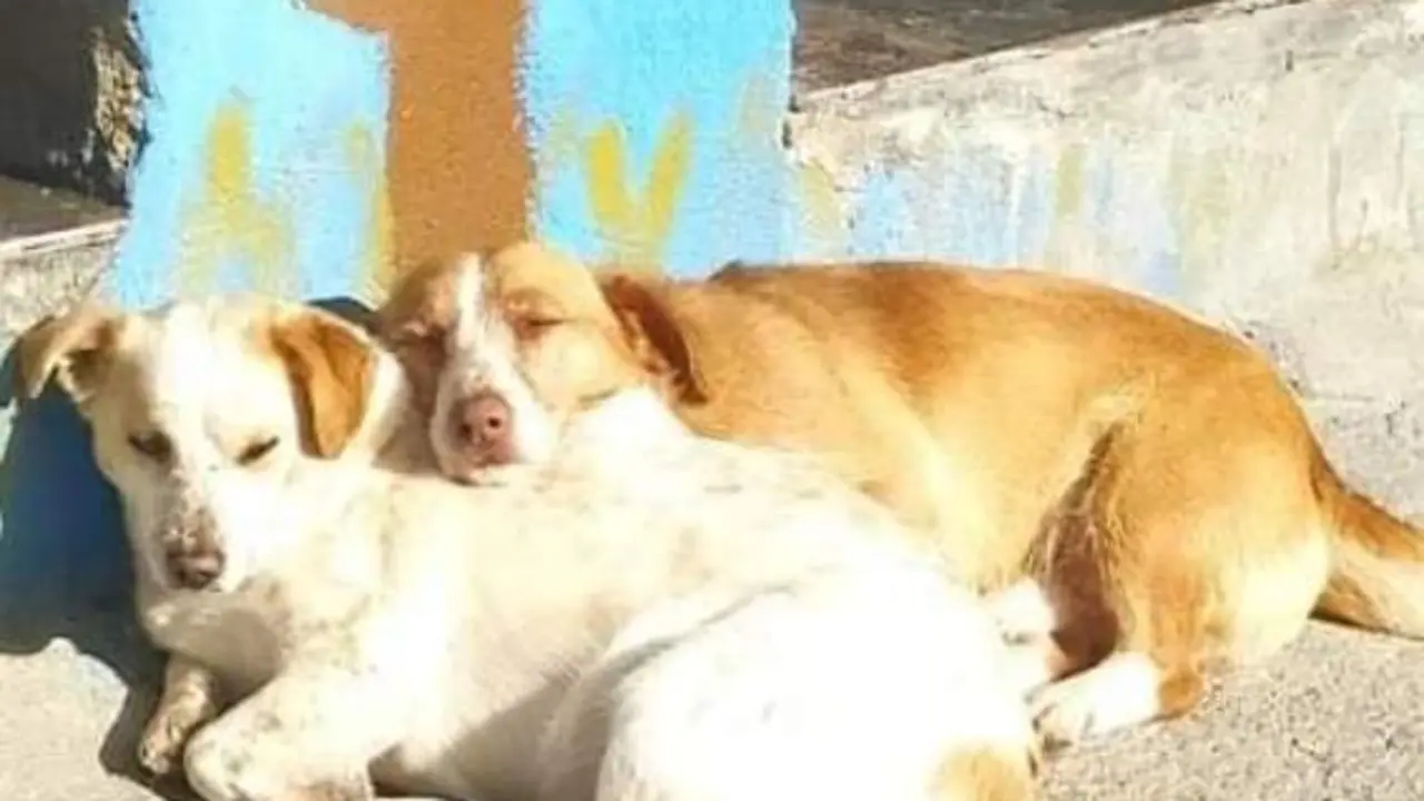  Bosco y Olivia. Imagen de Instagram 