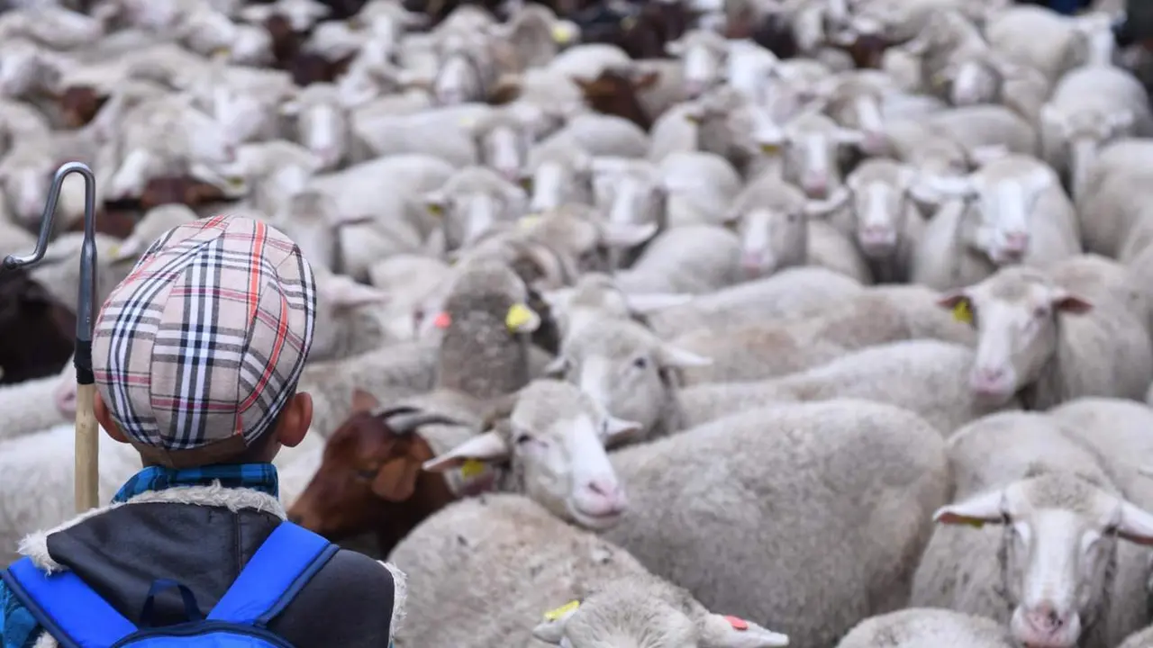  Archivo - Un pastor con el reba&ntilde;o de m&aacute;s de 1.000 ovejas que pasea por el centro de Madrid durante la Fiesta de la Trashumancia, en la plaza Mayor, a 23 de octubre de 2022, en Madrid (Espa&ntilde;a). - Fernando S&aacute;nchez - Europa Press - Archivo 