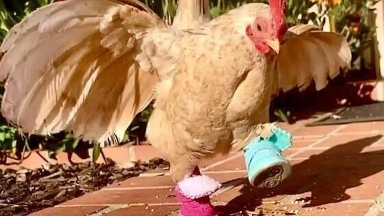  Gallo con zapatos 