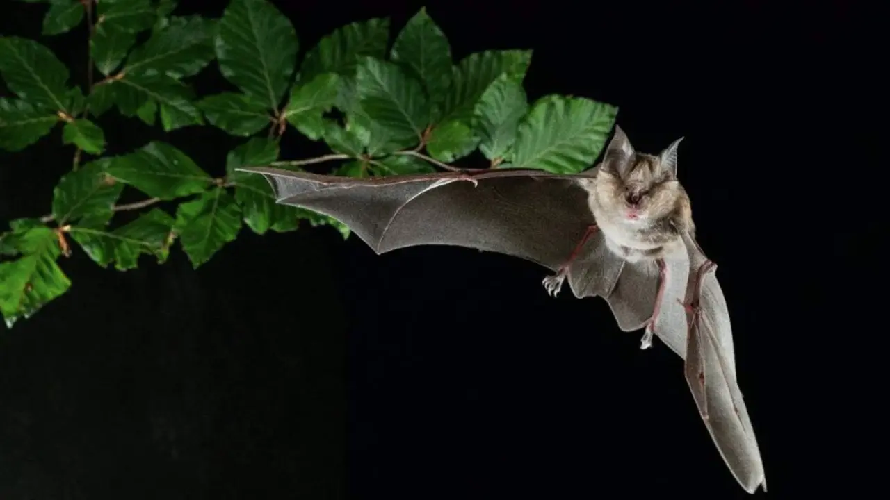  Archivo - Murci&eacute;lago - LAURA TORRENT ALSINA - Archivo 