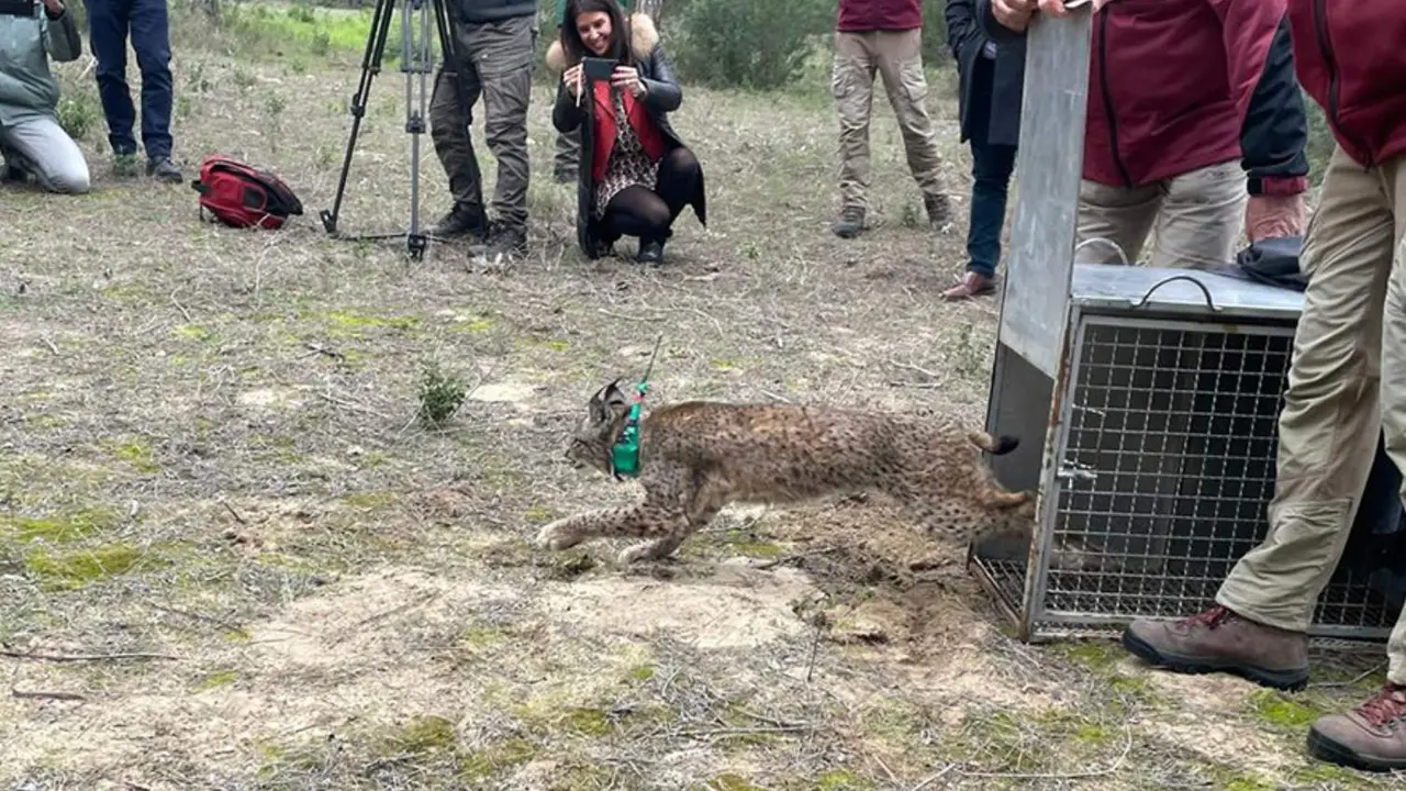  Imagen de la suelta de los dos ejemplares de lince ib&eacute;rico en el Parque Natural de Do&ntilde;ana. 