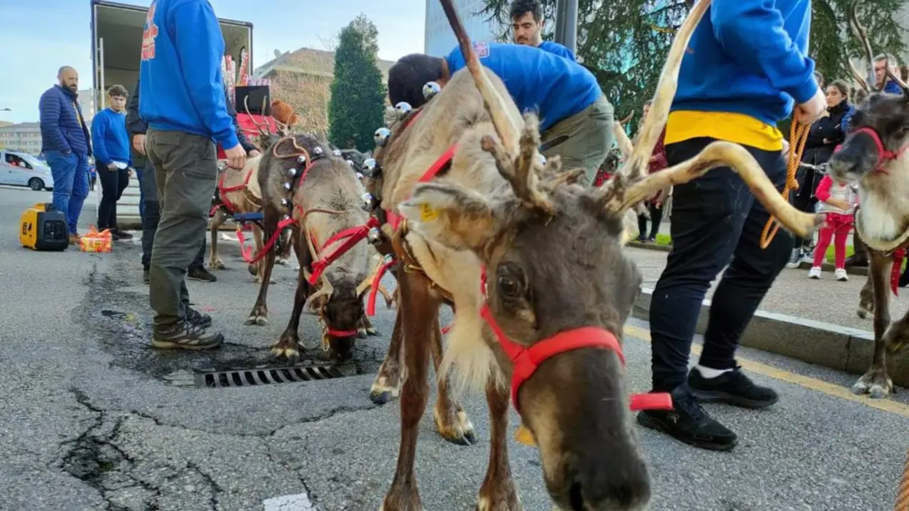  Archivo - Preparando cabalgata de Pap&aacute; Noel en Oviedo. Animales en cabalgata. - EUROPA PRESS - Archivo 