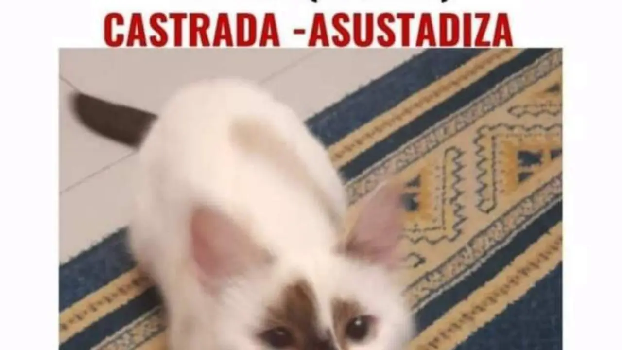  Protectoras piden a Renfe que puedan entrar voluntarios formados al t&uacute;nel de Atocha para rescatar a la gata extraviada 