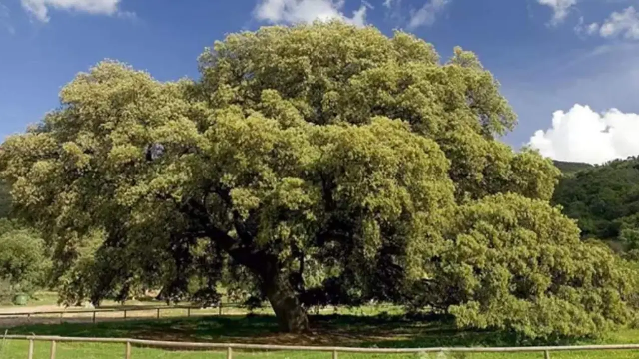  Chaparro de la Vega de Coripe, en Sevilla. 
