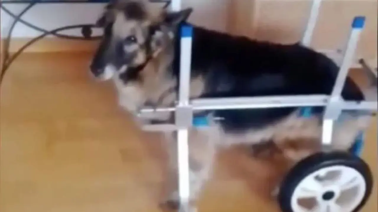  Canela con su nueva silla de ruedas 