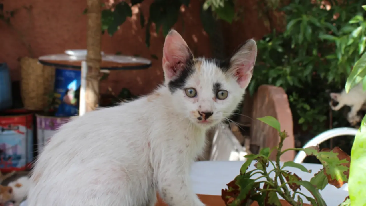  Gato | Adri&aacute;n Abad 