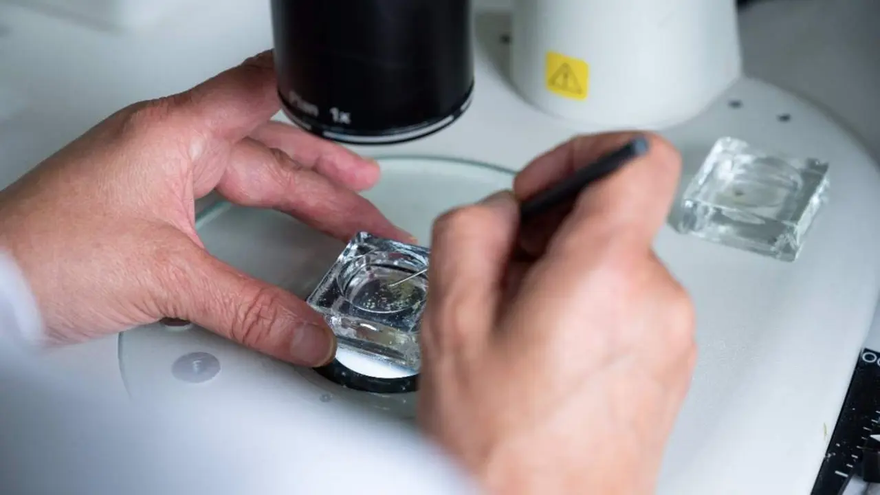  Archivo - Trabajos en un laboratorio del CSIC - C&Eacute;SAR HERN&Aacute;NDEZ - Archivo 