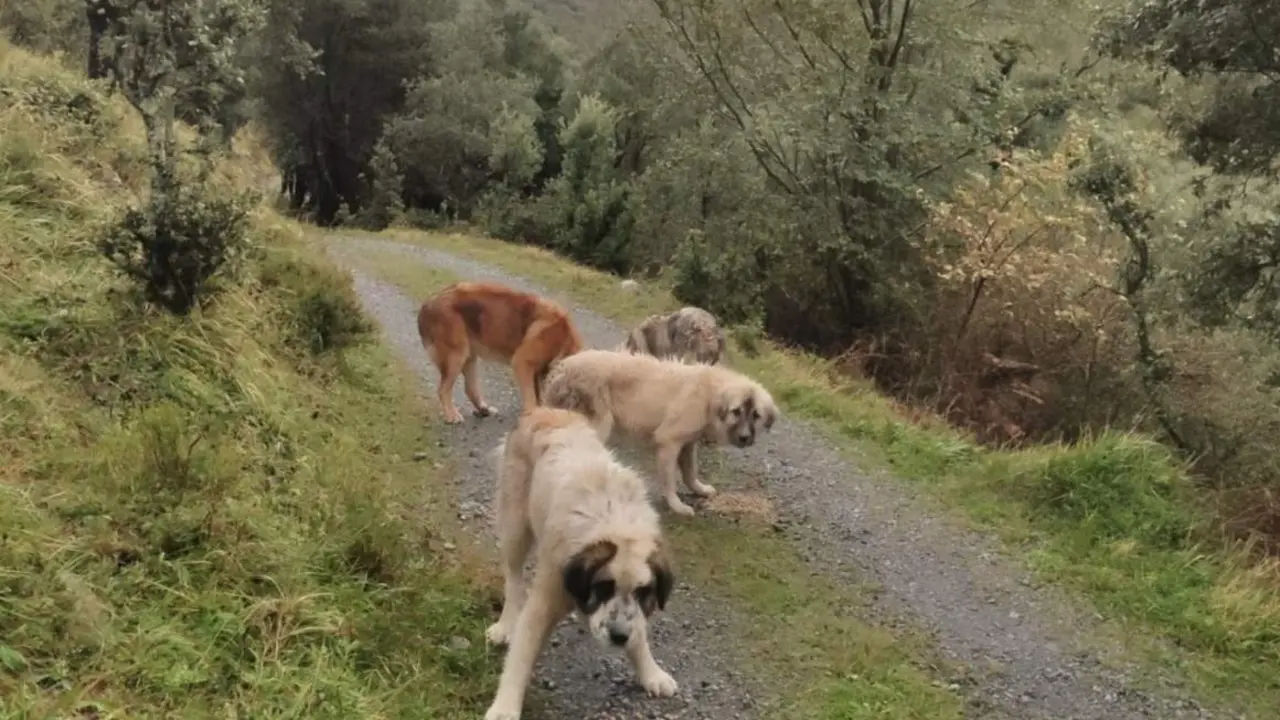  Perros del ganadero c&aacute;ntabro que ha denunciado a una tiktoker de la regi&oacute;n por robarle un mast&iacute;n cuando cuidaba de sus cabras en el monte, en Arredondo - EP-CEDIDAS 