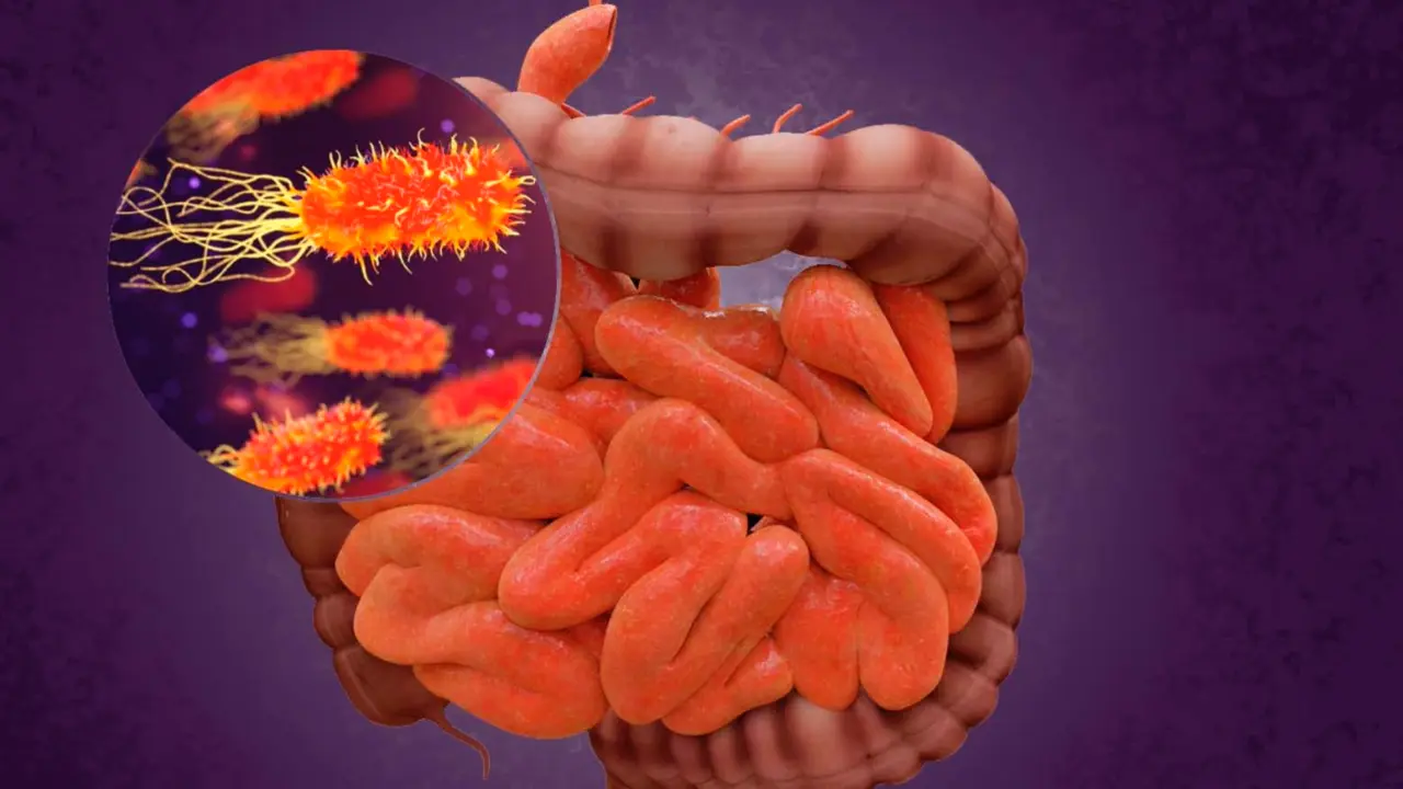  Archivo - Intestino y bacterias - CSIC - Archivo 