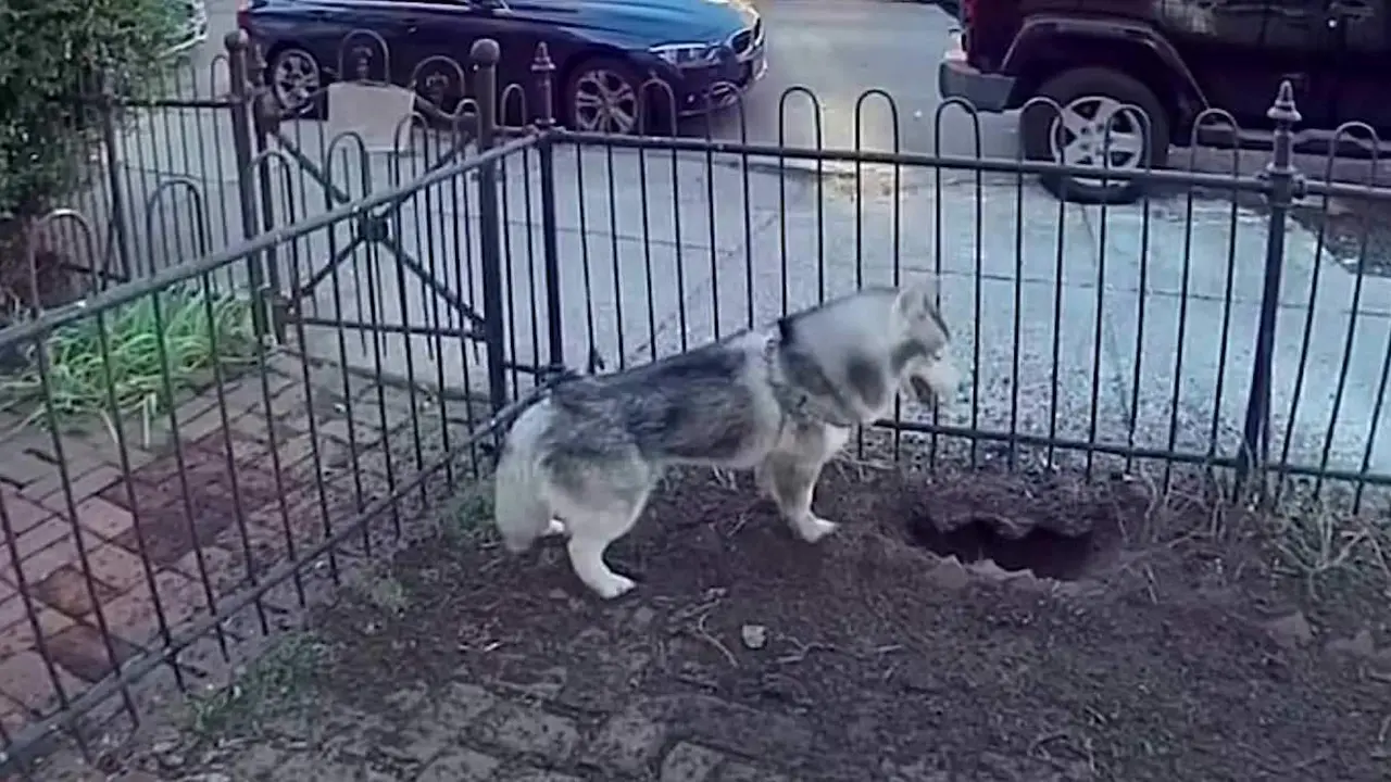  Husky que salv&oacute; a sus vecinos de una fuga de gas 