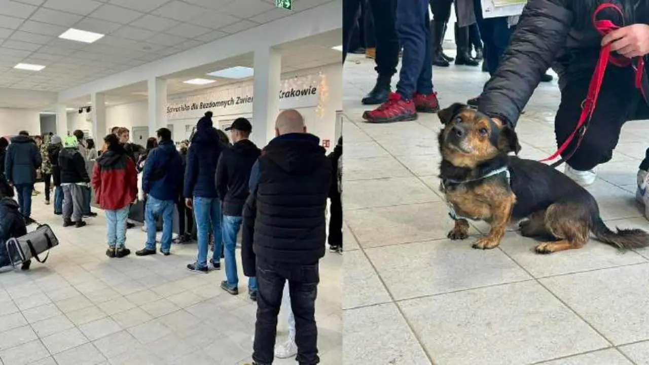  KTOZ Schronisko en Cracovia, donde cientos de personas vinieron a adoptar perros de forma permanente o temporal para sacarlos del oeste. cr&eacute;dito KTOZ Schronisko 
