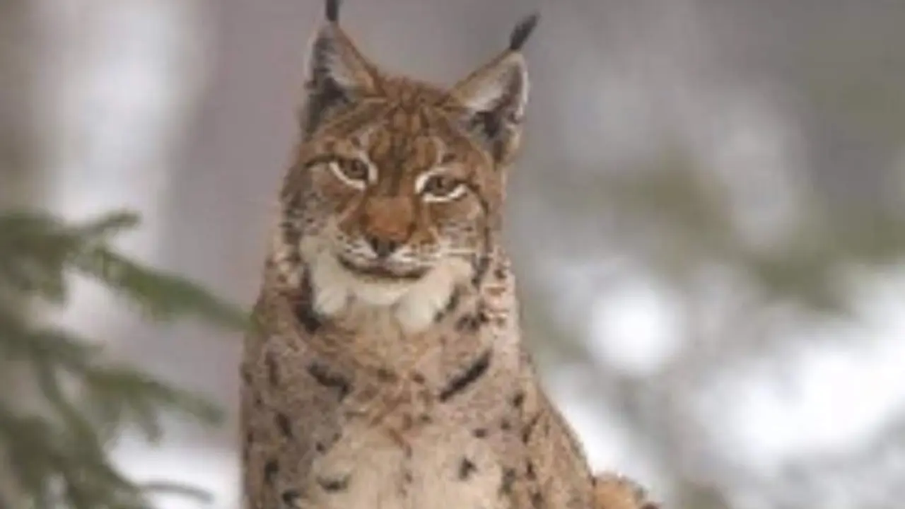  Un estudio del CSIC revela que el lince ib&eacute;rico se habr&iacute;a mezclado con el lince euroasi&aacute;tico. - CSIC 