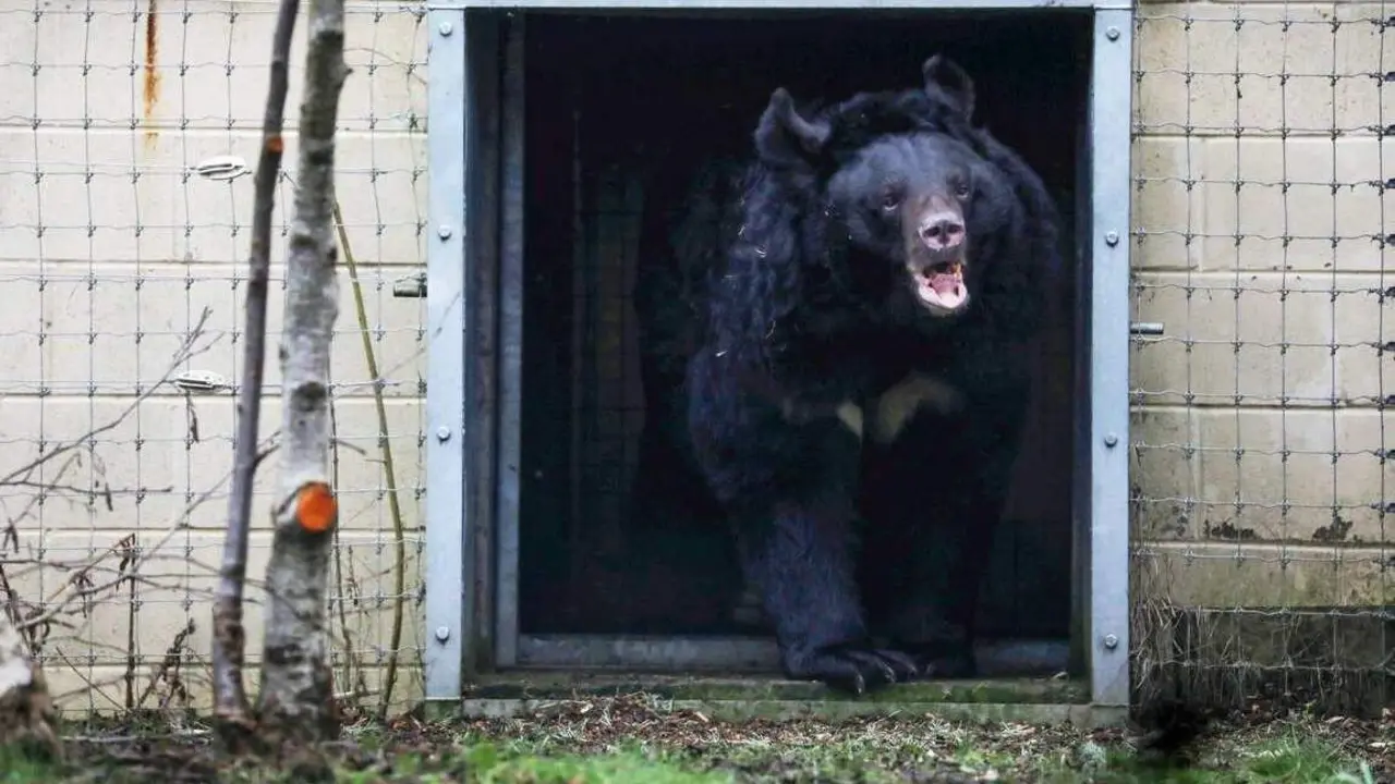  Yamil, el oso rescatado 