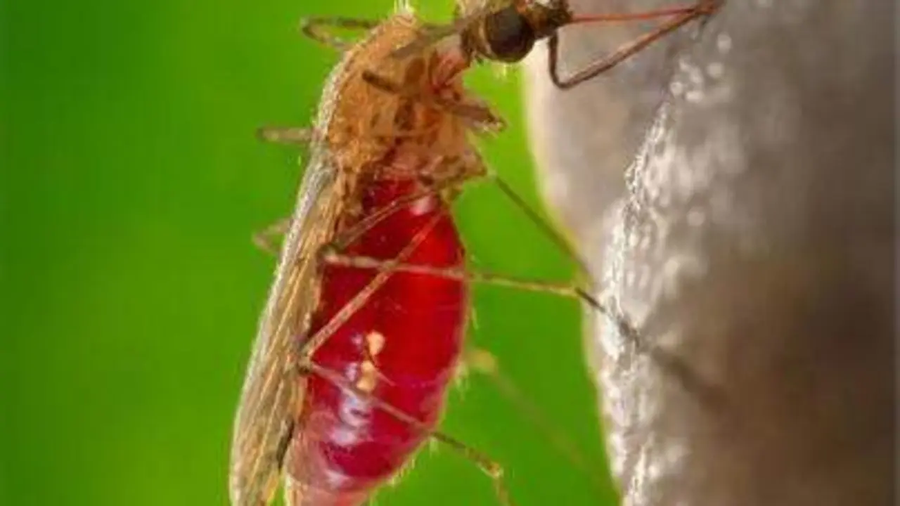  Fuente: Pixabay<br>Mosquito transmisor de la malaria 