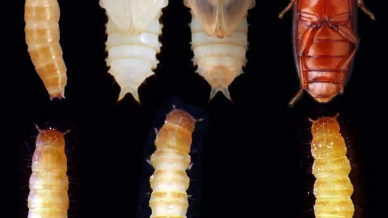  El estudio demuestra que, sin la intervenci&oacute;n de la miostatina, el escarabajo no puede pasar a la edad adulta y ser&aacute; una larva durante todo su ciclo de vida. - IBE 