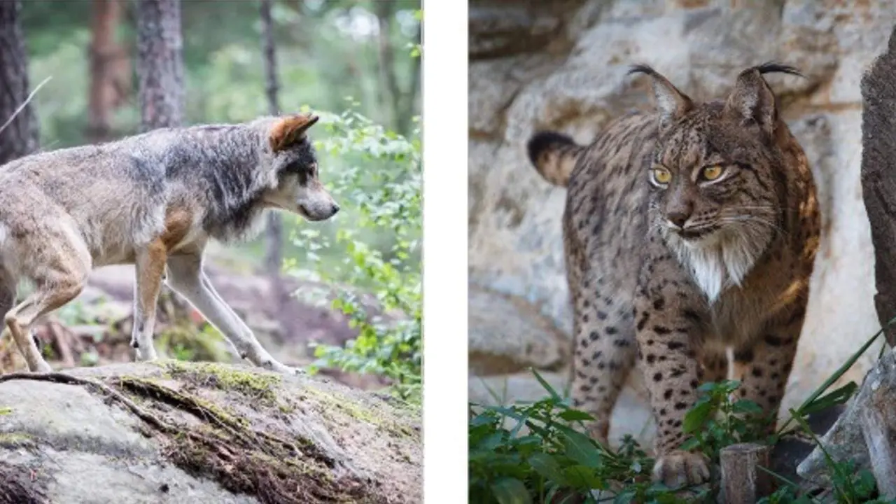  La Estaci&oacute;n Biol&oacute;gica de Do&ntilde;ana trabaja, entre otras muchas otras l&iacute;neas de investigaci&oacute;n, en gen&eacute;tica de la conservaci&oacute;n de dos especies emblem&aacute;ticas de la Pen&iacute;nsula, el lobo ib&eacute;rico y el lince ib&eacute;rico. - CSIC 
