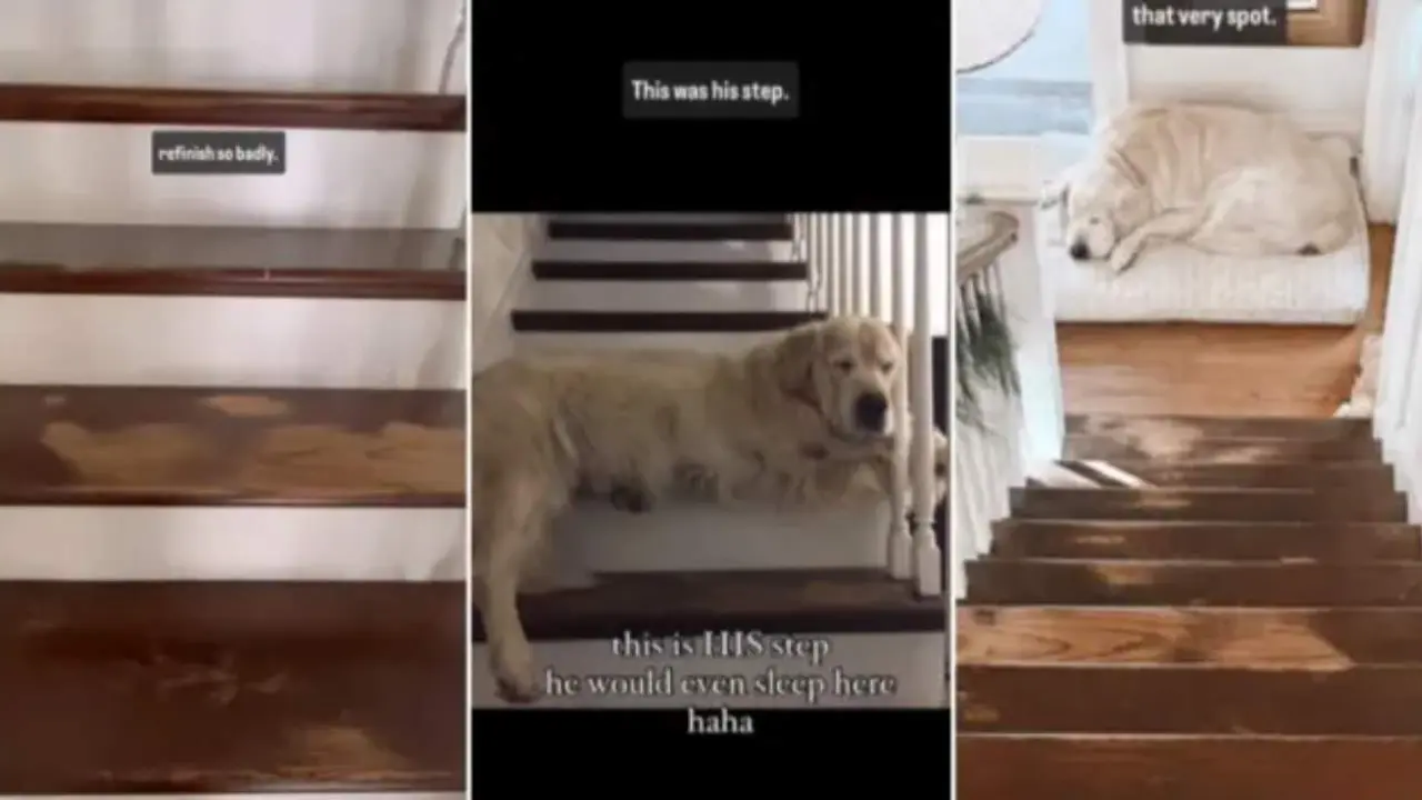  El precioso homenaje a su perro Max 