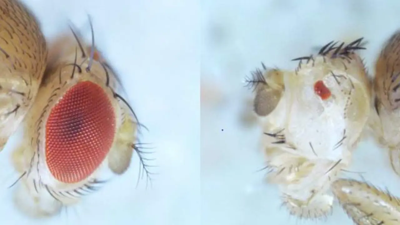  Si durante el desarrollo de Drosophila (izquierda) se aten&uacute;a la v&iacute;a de BMP, los ojos resultantes son considerablemente m&aacute;s peque&ntilde;os (derecha) - FERNANDO CASARES / CABD 