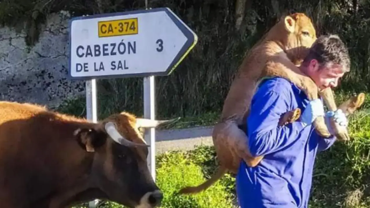  &Aacute;ngel Vega con el ternero (Jos&eacute; Vega) 