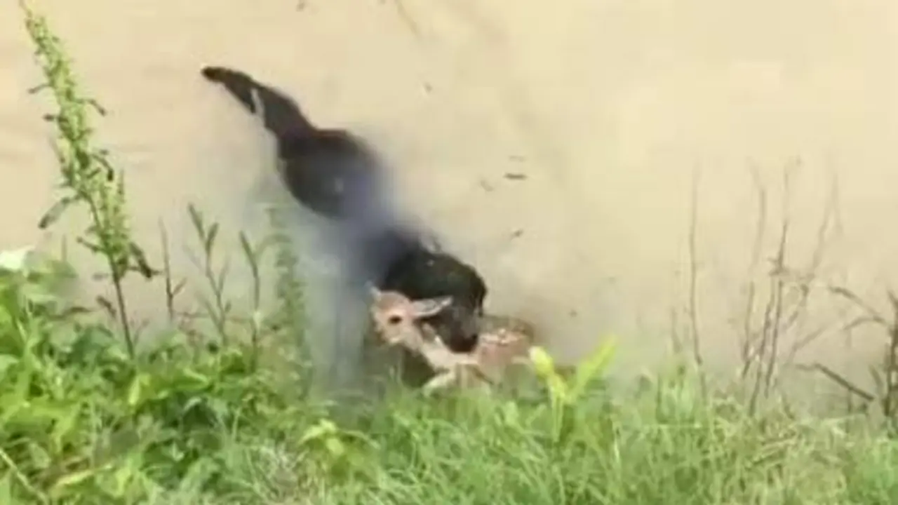 labrador rescata a un cervatillo 